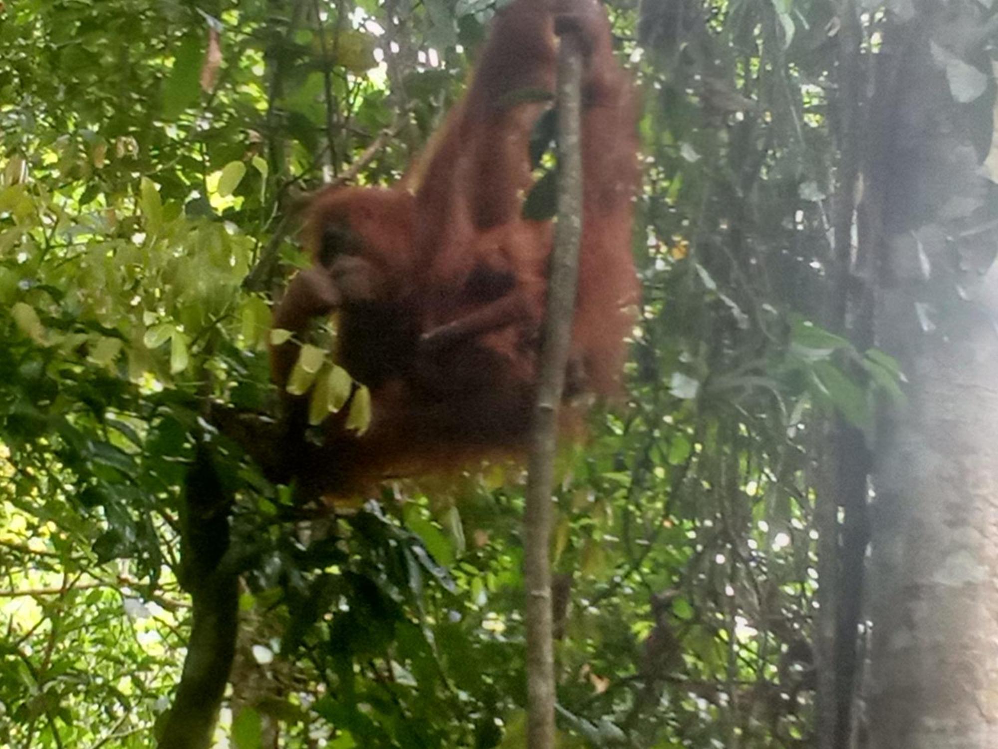 Jungle Treking & Jungle Tour If You Want To Stay Here,You Must Book Treking Only With Us Bukit Lawang Exterior foto