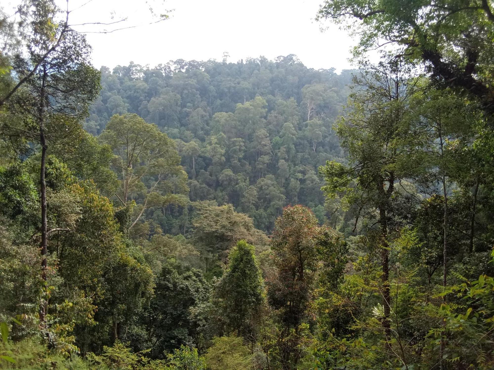 Jungle Treking & Jungle Tour If You Want To Stay Here,You Must Book Treking Only With Us Bukit Lawang Exterior foto