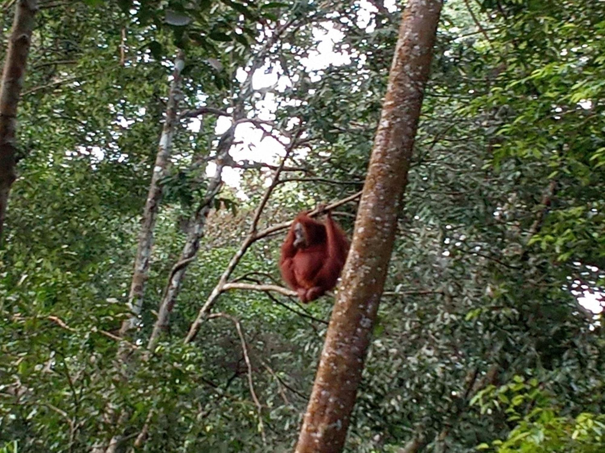 Jungle Treking & Jungle Tour If You Want To Stay Here,You Must Book Treking Only With Us Bukit Lawang Exterior foto