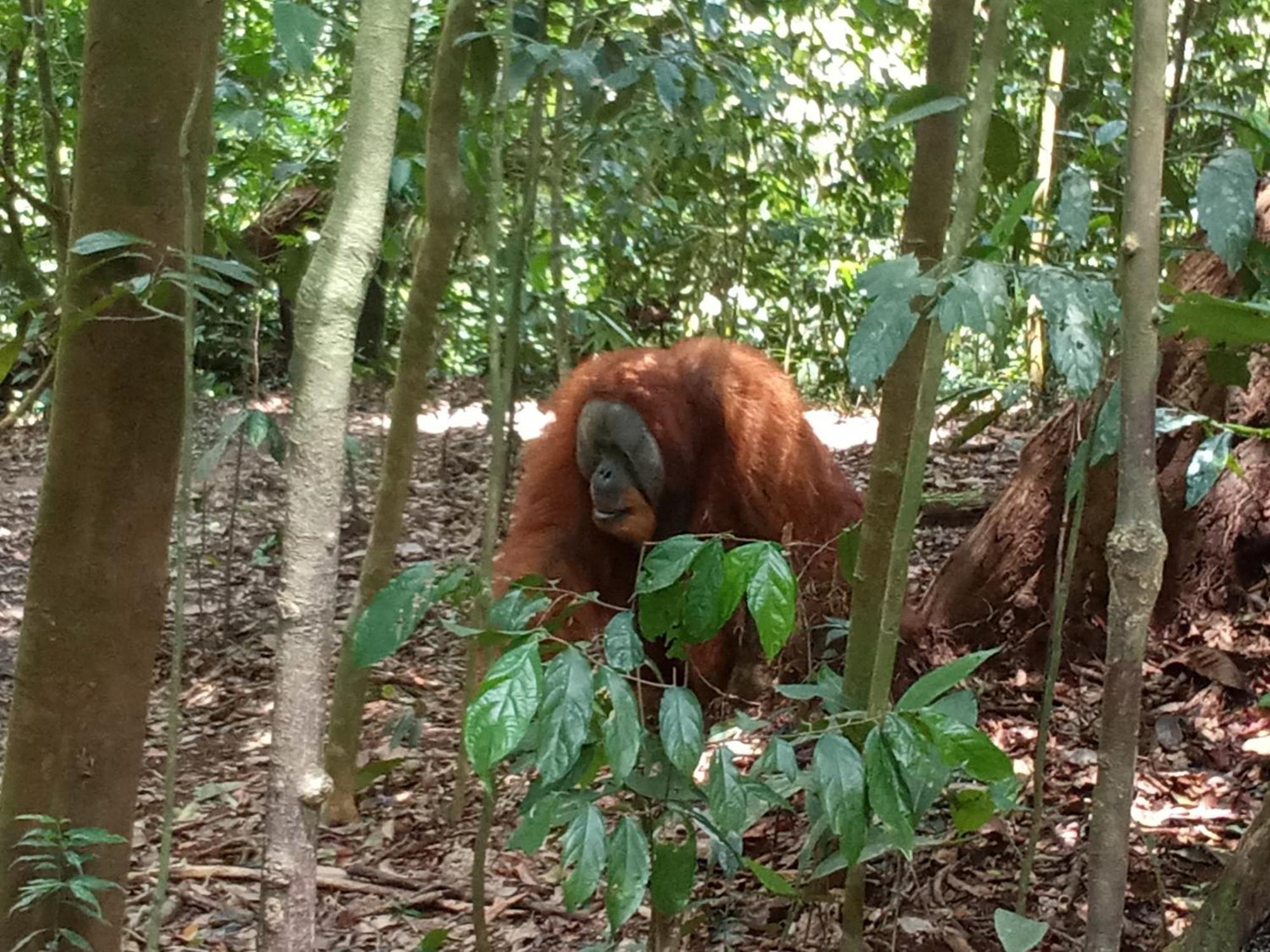 Jungle Treking & Jungle Tour If You Want To Stay Here,You Must Book Treking Only With Us Bukit Lawang Exterior foto